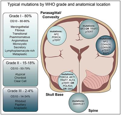 Frontiers | Recent Advances in Meningioma Immunogenetics